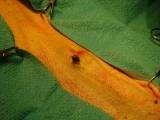4bc84db4b4818.jpg